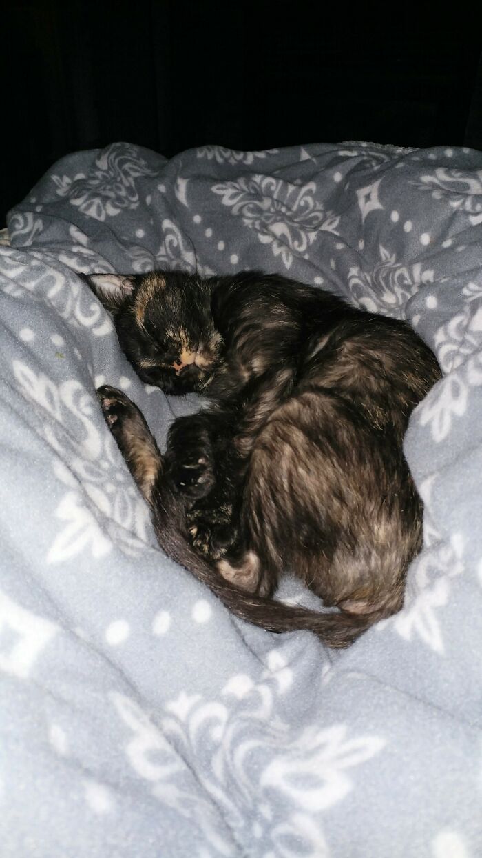 Sleeping On My Spouse A Couple Of Weeks After We Rescued Her.