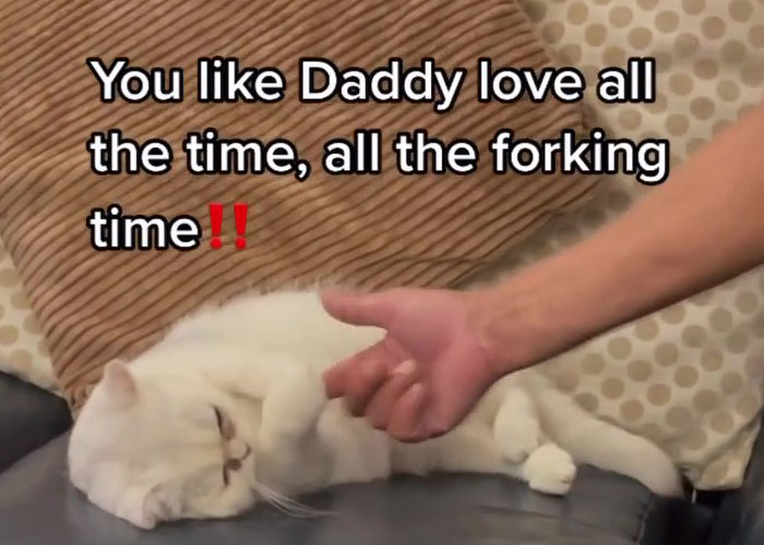 Dad Who Dislikes Cats Became Obsessed With The One His Son Brought Home, Now They&rsquo;re Inseparable