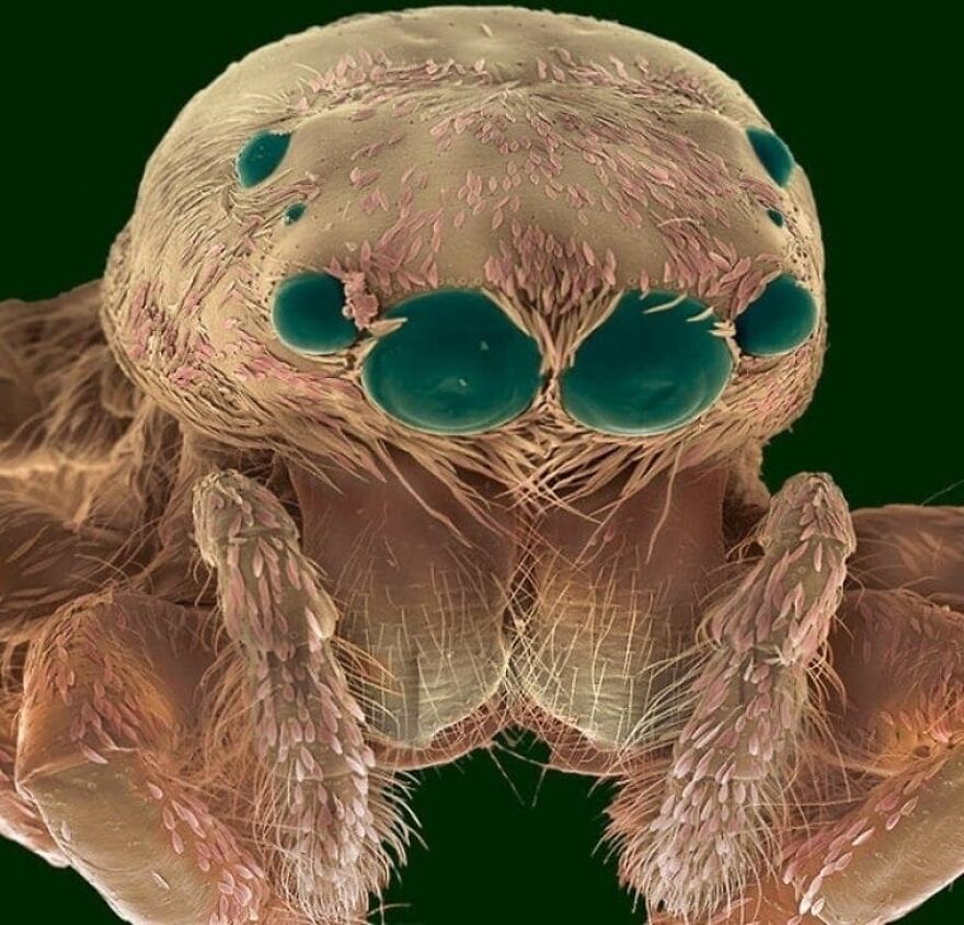 26 Macro Images Invisible To Human Eyes That Will Amaze Them 26 Macro Images Invisible To Human Eyes That Will Amaze Them