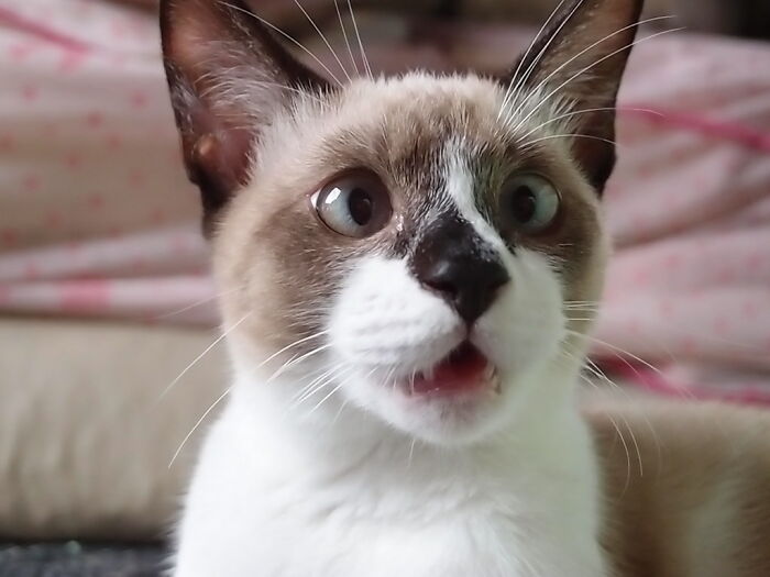 30 Pet Names That Members Of This Online Community Have Encountered And Found The Absolute Worst