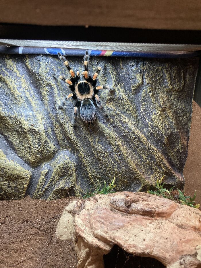 Skully ,my Brachypelma Smithi