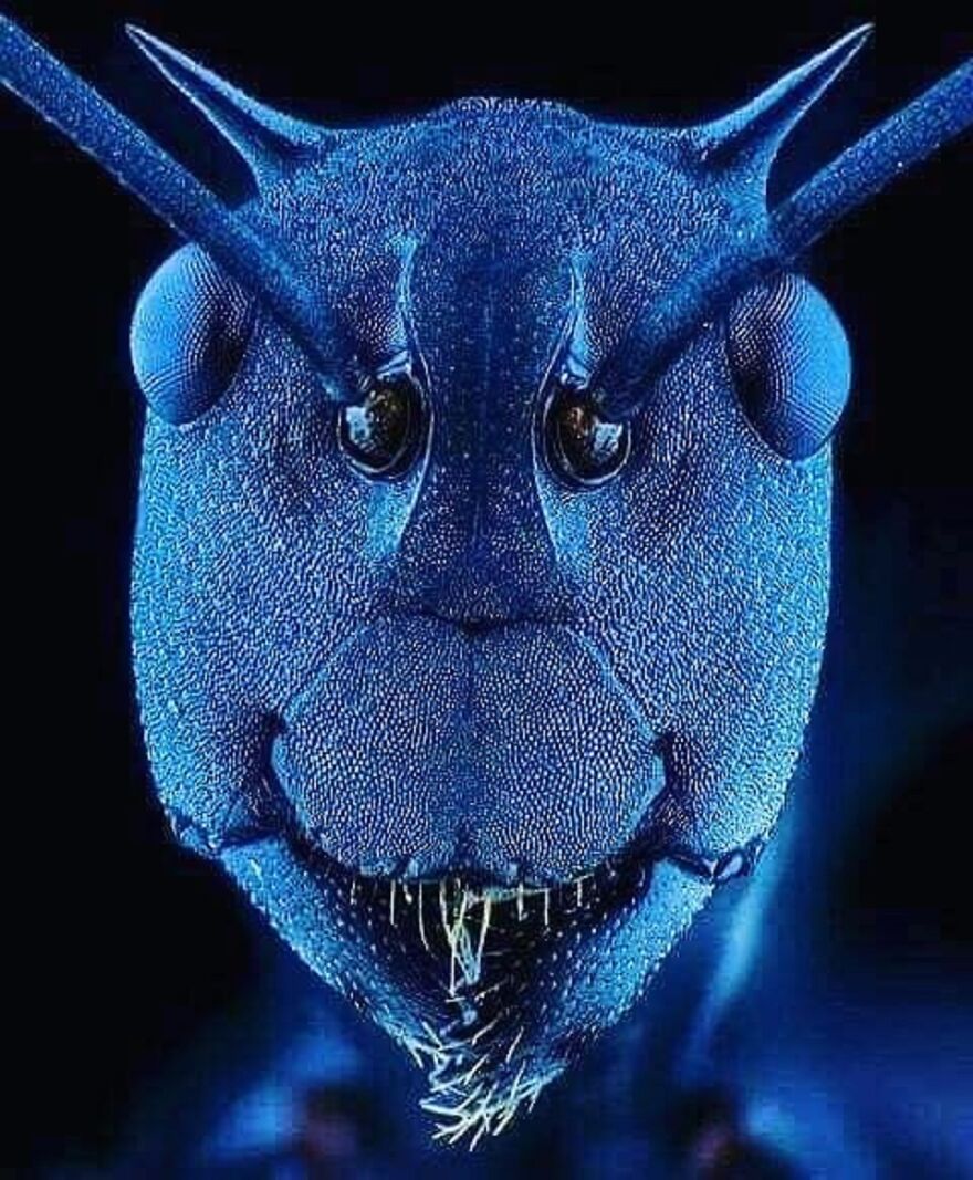 26 Macro Images Invisible To Human Eyes That Will Amaze Them 26 Macro Images Invisible To Human Eyes That Will Amaze Them