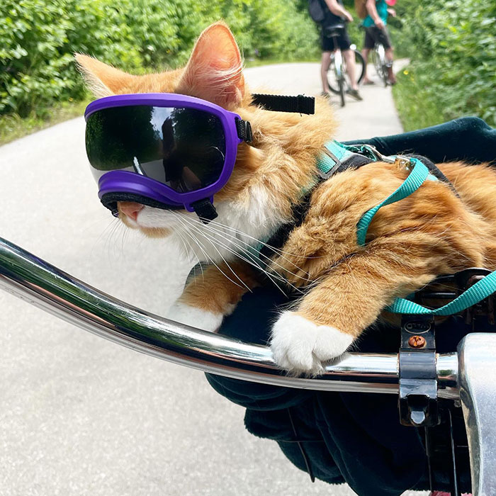 A este gato naranja le encanta vivir todo tipo de aventuras y hacer sonreír a todos los que conoce