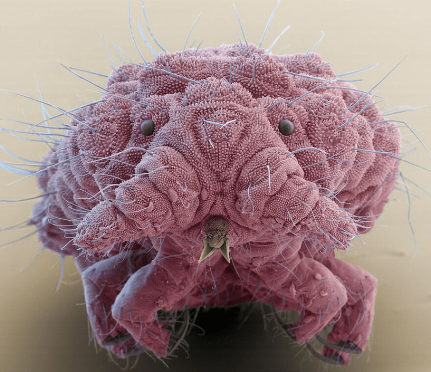 26 Macro Images Invisible To Human Eyes That Will Amaze Them 26 Macro Images Invisible To Human Eyes That Will Amaze Them