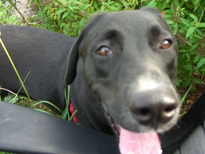 30 Pet Names That Members Of This Online Community Have Encountered And Found The Absolute Worst