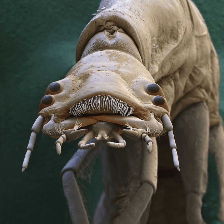 26 Macro Images Invisible To Human Eyes That Will Amaze Them 26 Macro Images Invisible To Human Eyes That Will Amaze Them
