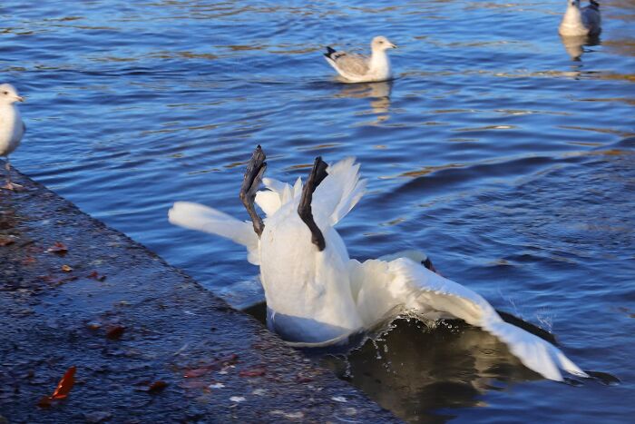 I Attempted To Take A Photo Of The Swan, Entering The Water Gracefully And Elegantly. Didn’t Quite Go To Plan