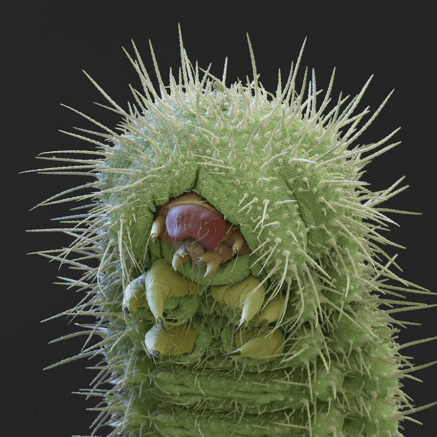 26 Macro Images Invisible To Human Eyes That Will Amaze Them 26 Macro Images Invisible To Human Eyes That Will Amaze Them