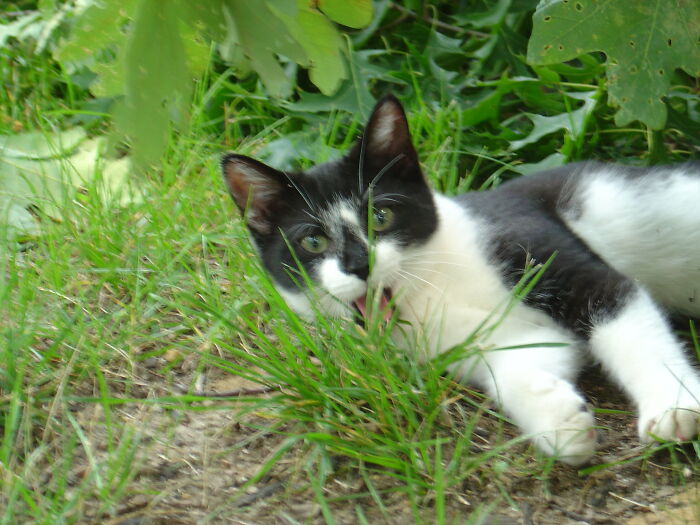 30 Pet Names That Members Of This Online Community Have Encountered And Found The Absolute Worst