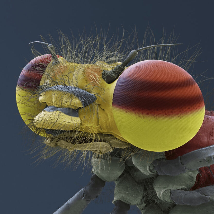 26 Macro Images Invisible To Human Eyes That Will Amaze Them 26 Macro Images Invisible To Human Eyes That Will Amaze Them