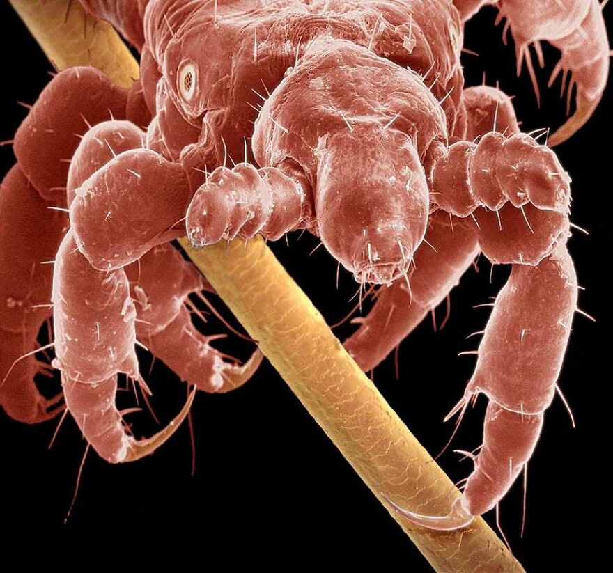 26 Macro Images Invisible To Human Eyes That Will Amaze Them 26 Macro Images Invisible To Human Eyes That Will Amaze Them