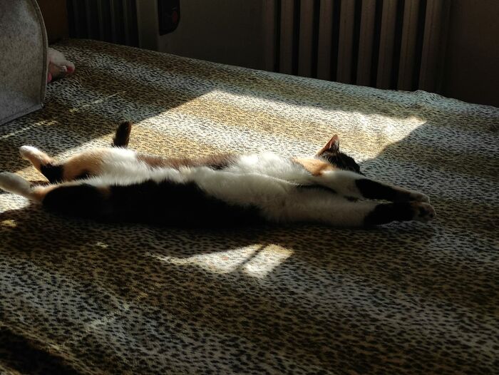 Mishi's Afternoon Nap