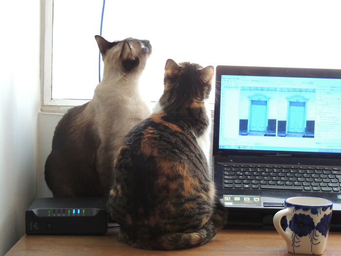 30 Pet Names That Members Of This Online Community Have Encountered And Found The Absolute Worst