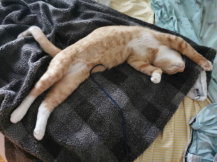 General Bonkers Collapsed With Exhaustion After An Epic Battle With A Piece Of String.