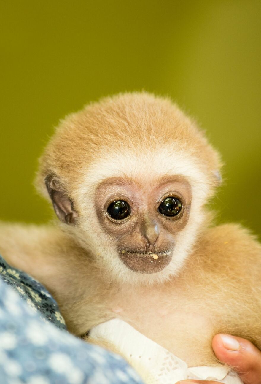 A Drama With A Happy Ending At The Skopje Zoo A Drama With A Happy Ending At The Skopje Zoo