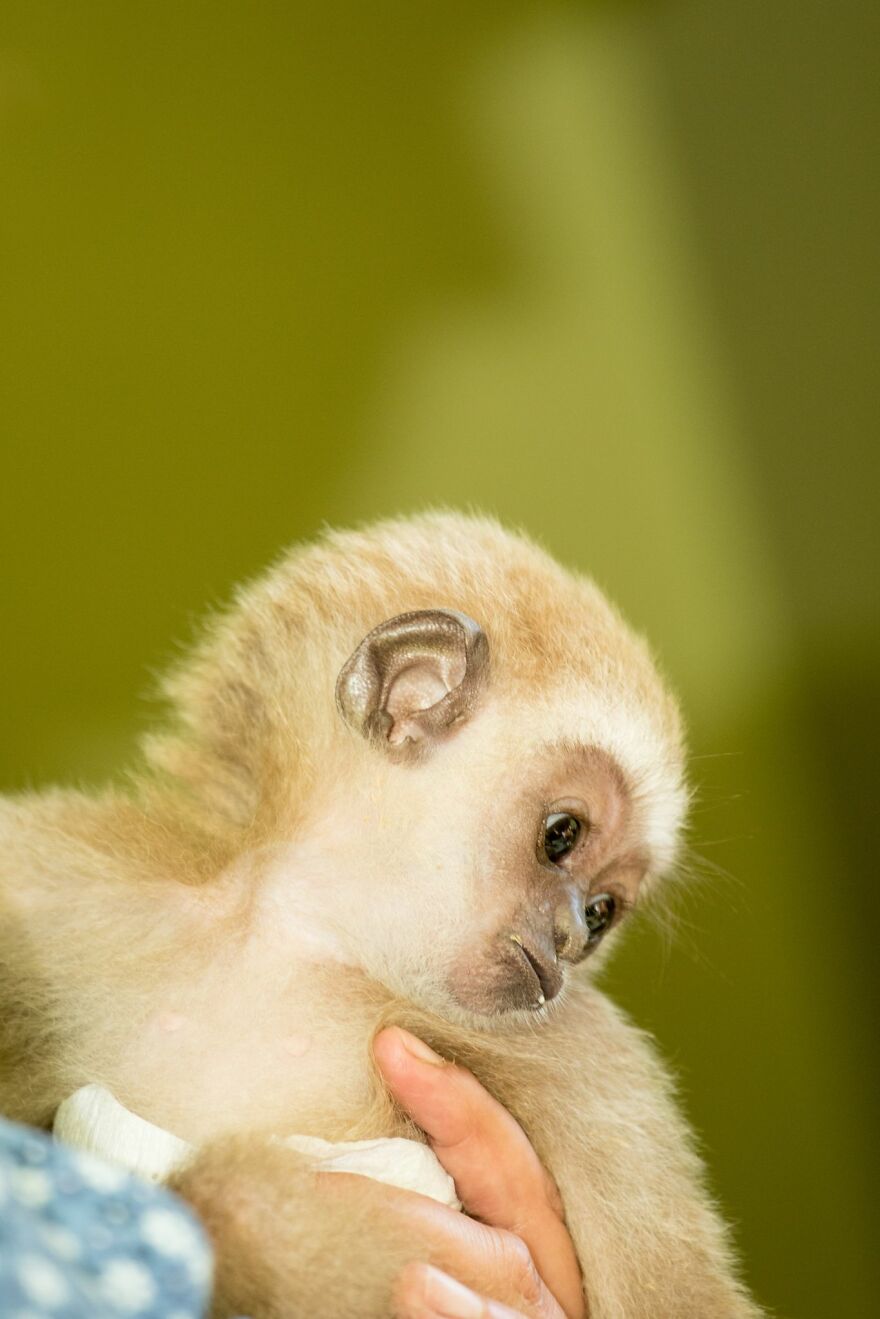 A Drama With A Happy Ending At The Skopje Zoo A Drama With A Happy Ending At The Skopje Zoo