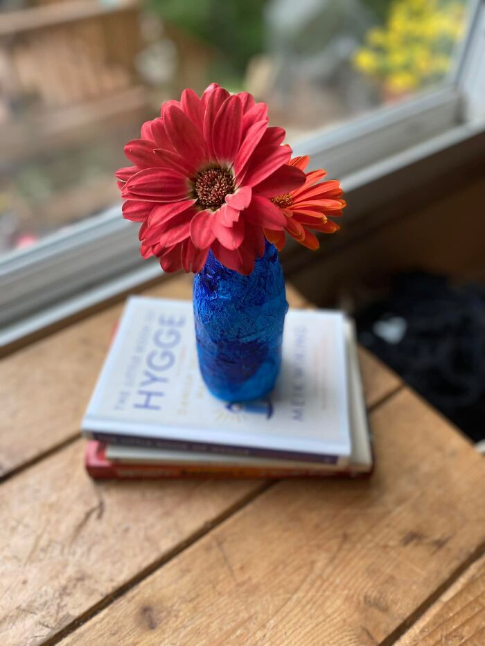 My Gerbera Daisies Are Coming Up Already!