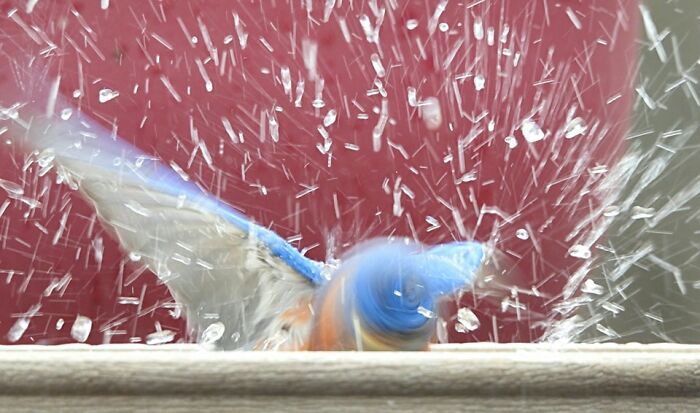 I've Had It! I'm Livid! From Now On I Am Raising The Rent For Every Gallon Of Water Thrown Outside The Bird Bath! Water Doesn't Grow On Trees!!!