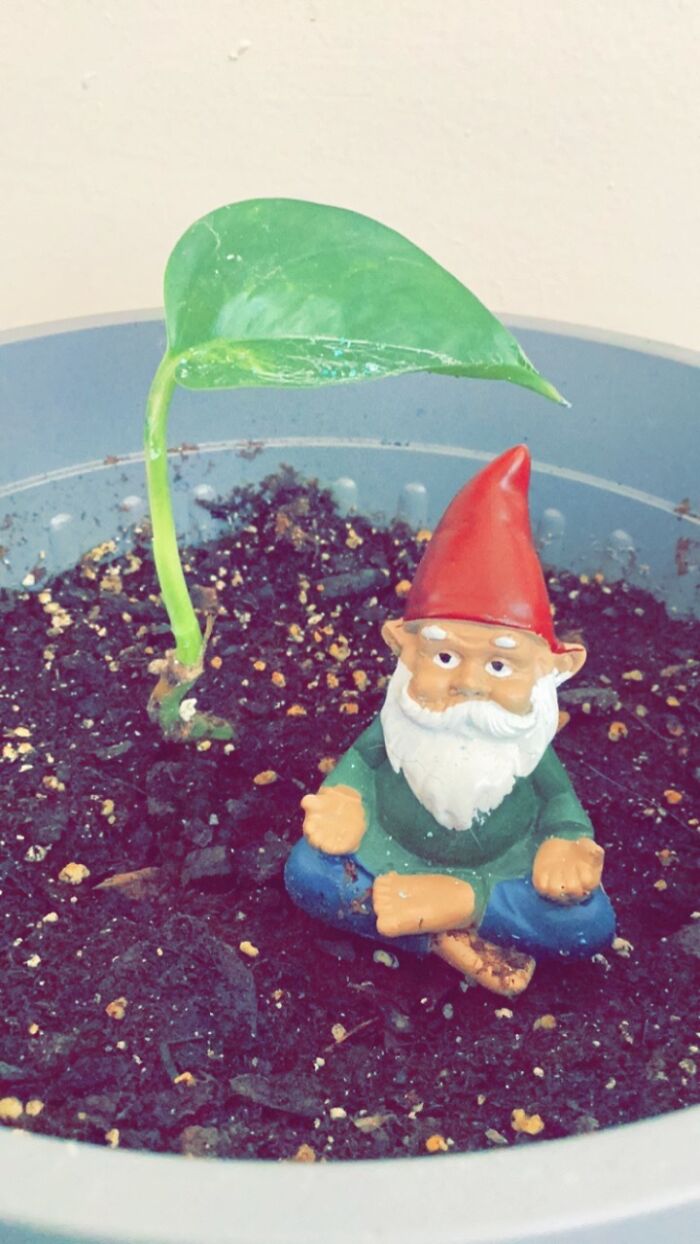 I Grow All My Plants From Seed/Cuttings/Bulb, Etc. I Grow All My Plants From Seed/Cuttings/Bulb, Etc.