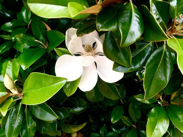 A Magnolia Blossom