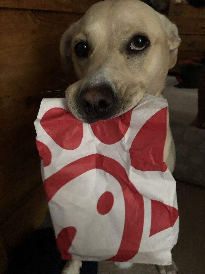 Chill Fil A Dog