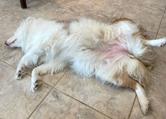 Grandpa’s Worries About Dog Not Recognizing Him After A Year Apart Disappear As Excited Dog Rushes To Him Grandpa’s Worries About Dog Not Recognizing Him After A Year Apart Disappear As Excited Dog Rushes To Him