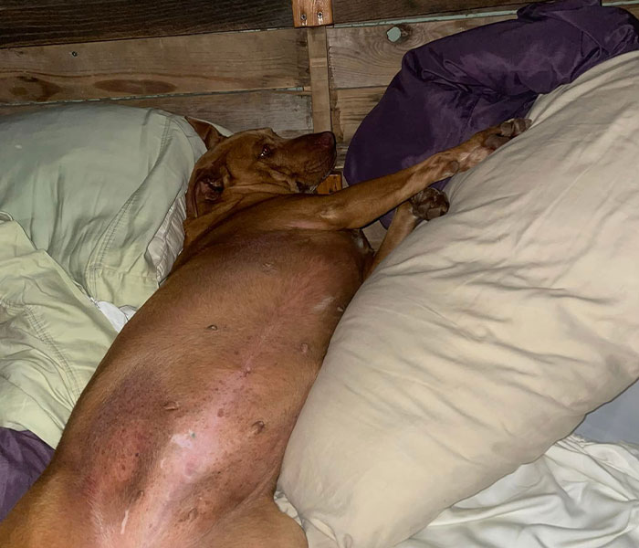 Married Couple Wake Up To Find A Mystery Dog Sleeping In Their Bed Married Couple Wake Up To Find A Mystery Dog Sleeping In Their Bed