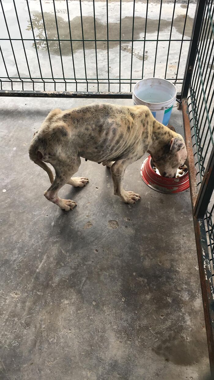 This Dog Was Found Extremely Malnourished, A Few Months Later He’s Unrecognizable As He Recovers And Then Finds A Forever Home - 3