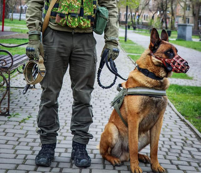 Dog Abandoned By Russian Troops Finds New Owners Within The Ukrainian Army