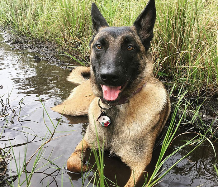 Eva The Dog Heroically Saved Her Owner&rsquo;s Life During Mountain Lion Attack