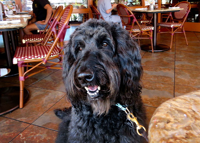 3,8 Millones de personas adoran este video de un hombre que tiene la cena m&aacute;s dulce con su perro