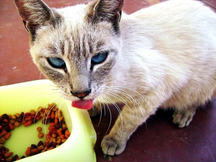 30 Pet Names That Members Of This Online Community Have Encountered And Found The Absolute Worst