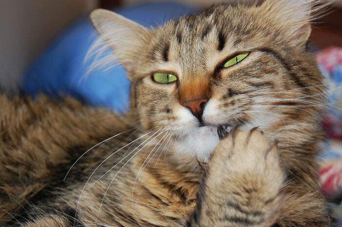 30 Pet Names That Members Of This Online Community Have Encountered And Found The Absolute Worst