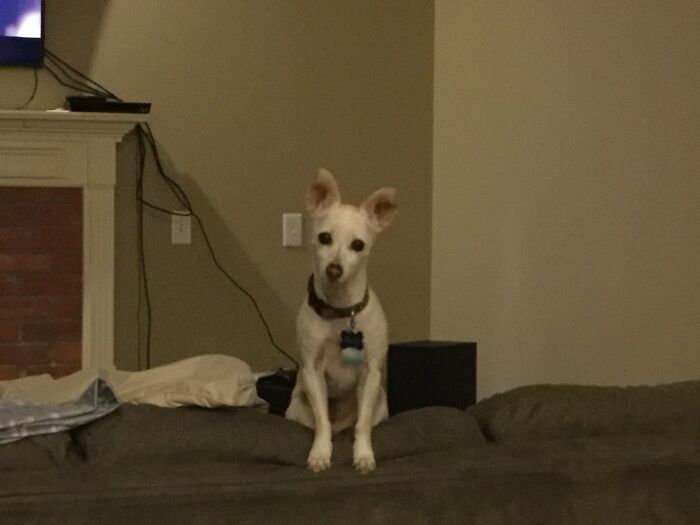 Just A Puppy On The Back Of The Couch, Trying To Protect This House. (She’s Actually 11y)