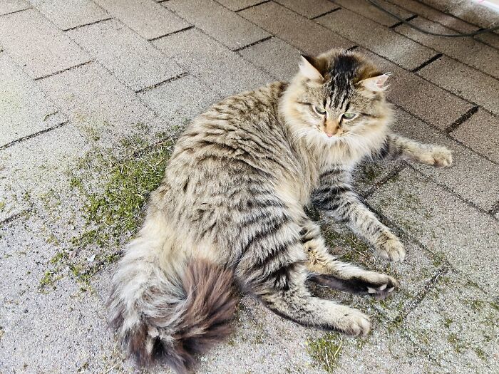 Twig’s Loving His Warm Roof Naps. Roasty Toasty Kitty!