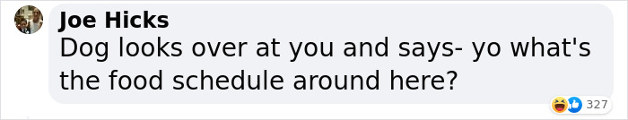 Married Couple Wake Up To Find A Mystery Dog Sleeping In Their Bed Married Couple Wake Up To Find A Mystery Dog Sleeping In Their Bed