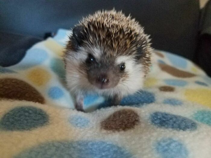 Little Miss Noel The Hedgehog And Princess