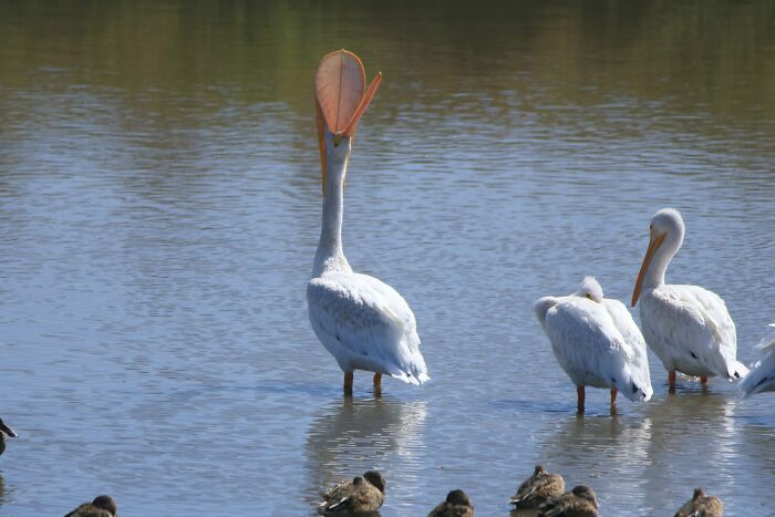 The Very Rare Pelican Orchid Blossoming