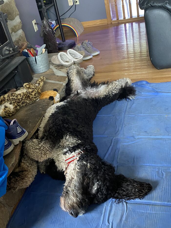 Airing It Out On A Cooling Pad Beside Cold Stone