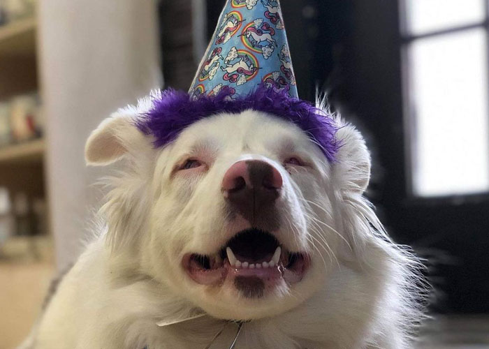 Grandpa’s Worries About Dog Not Recognizing Him After A Year Apart Disappear As Excited Dog Rushes To Him Grandpa’s Worries About Dog Not Recognizing Him After A Year Apart Disappear As Excited Dog Rushes To Him