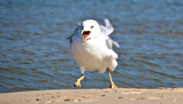 &ldquo;Oh, He Likes Those&rdquo;: Tesco&rsquo;s Staff Have Given Up Trying To Stop Steven The Seagull From Stealing Any More Crisps