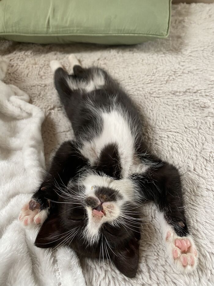 Sleeping Is What She Does Best!