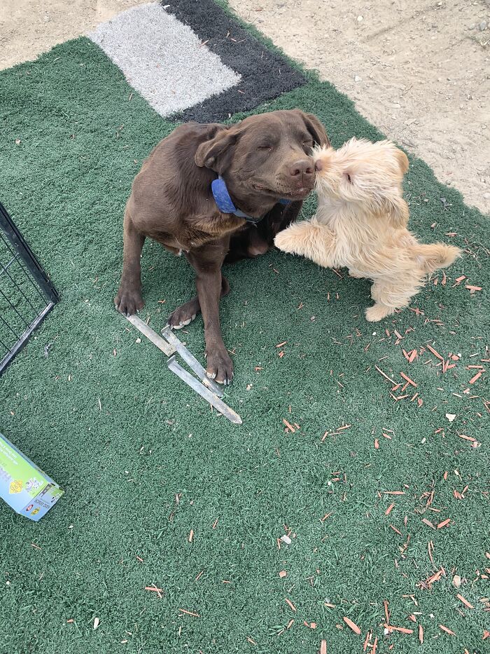 Little Doggo Giving Big Doggo A Kiss. Big Doggo Is Actually Going To Scratch Himself But It Looks Like He Is Appreciative Of The The Affection From Little Doggo.