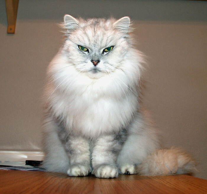 Señor Caprichoso III