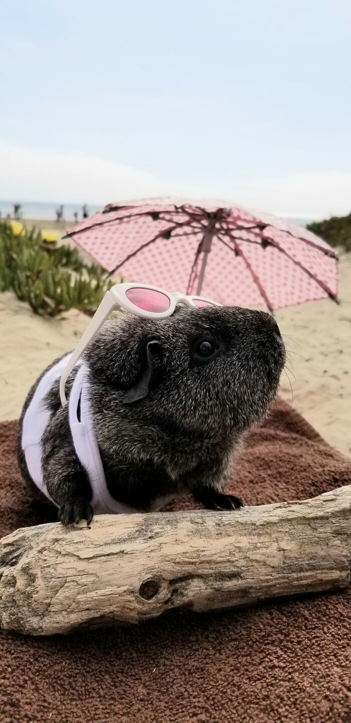 Eeyore Sunbathing On Pismo Beach