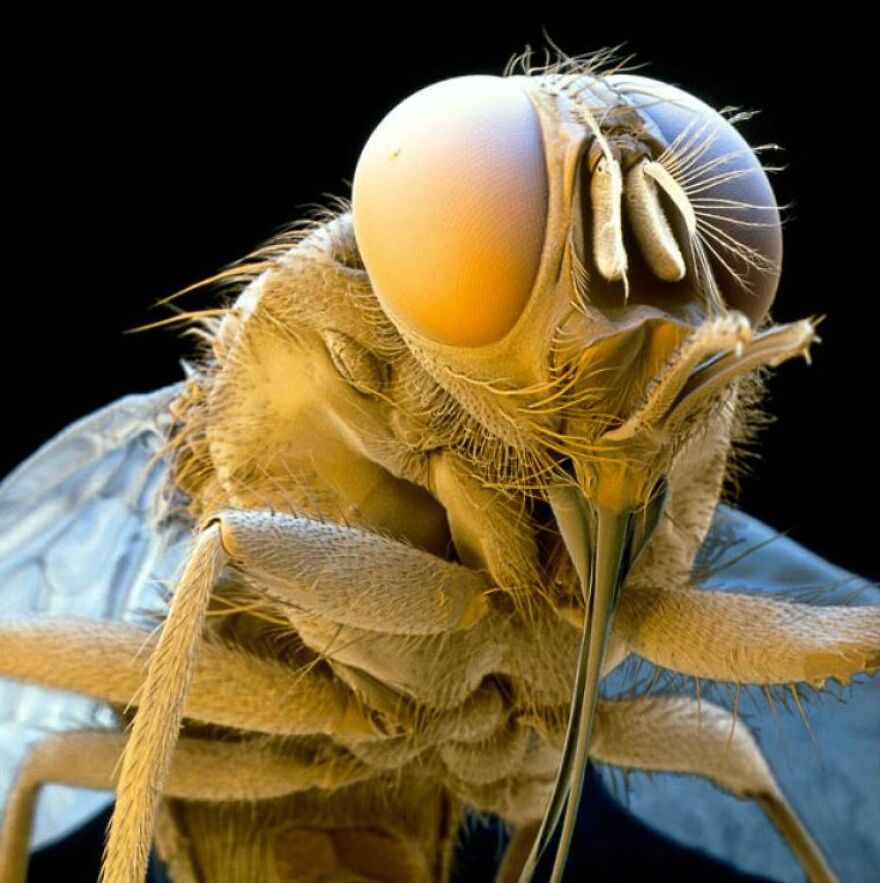 26 Macro Images Invisible To Human Eyes That Will Amaze Them 26 Macro Images Invisible To Human Eyes That Will Amaze Them