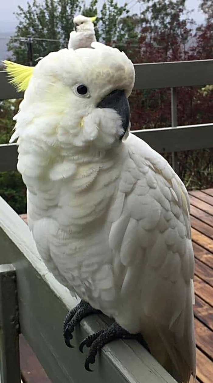 Everyone Needs A Mini Me!