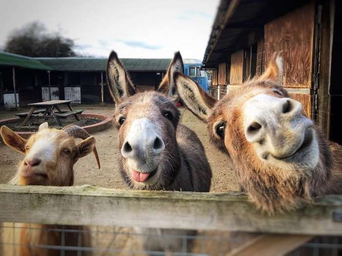 Two cute donkeys and a goat peeking over a wooden fence in a farm setting during daytime.