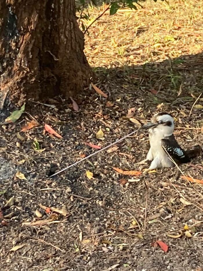 How Long Do Worms Grow