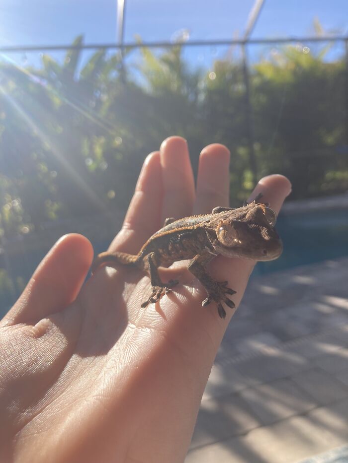 My Crestie Dorito Being A Mood- He’s Very Grumpy